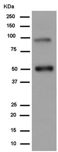 Western blot - Anti-SUSD2 antibody [EPR8913(2)] (AB182147)