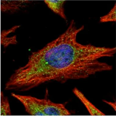 Immunocytochemistry/ Immunofluorescence - Anti-SUV3L1 antibody (AB127909)