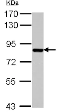 Western blot - Anti-SUV3L1 antibody (AB127909)