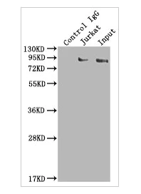 Immunoprecipitation - Anti-SUZ12 antibody [1B10] (AB314166)