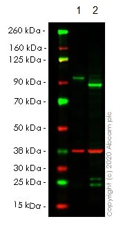 Western blot - Anti-SUZ12 antibody (AB12073)