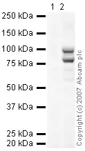 Western blot - Anti-SUZ12 antibody (AB12073)