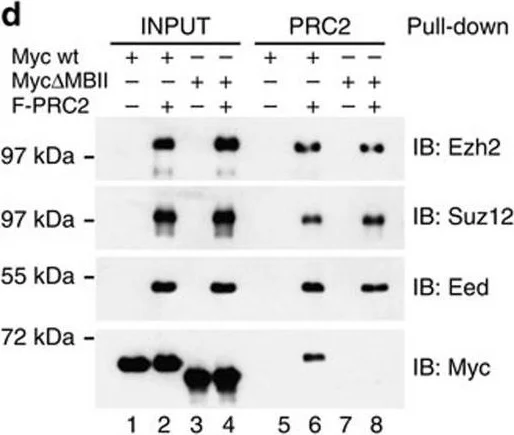 Western blot - Anti-SUZ12 antibody (AB12073)