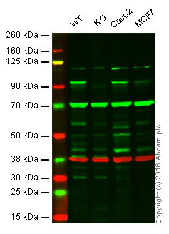 Western blot - Anti-SUZ12 antibody (AB12073)