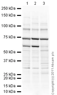 Western blot - Anti-SUZ12 antibody (AB12073)