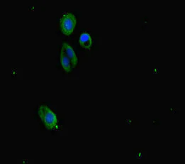 Immunocytochemistry/ Immunofluorescence - Anti-SUZ12 antibody (AB236322)