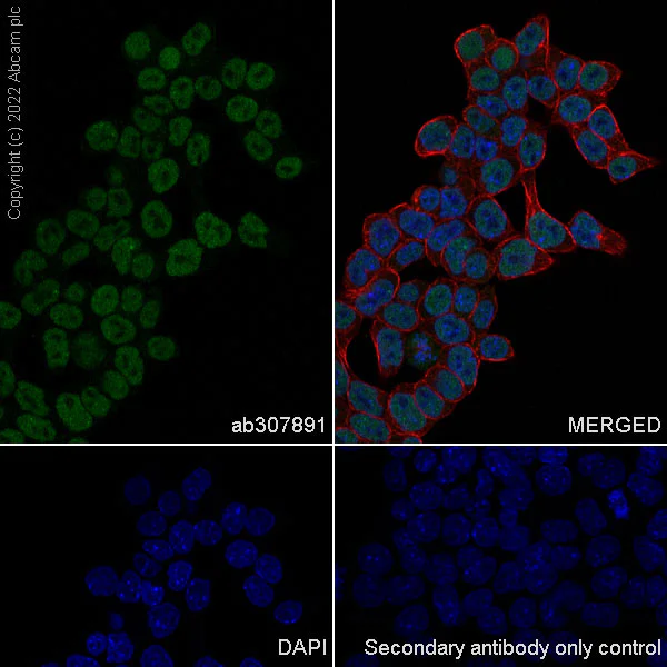 Immunocytochemistry/ Immunofluorescence - Anti-SUZ12 antibody [EPR26230-82] (AB307891)