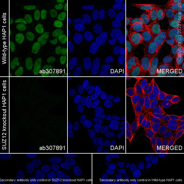 Immunocytochemistry/ Immunofluorescence - Anti-SUZ12 antibody [EPR26230-82] - BSA and Azide free (AB307892)