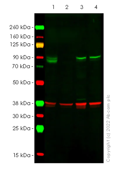Western blot - Anti-SUZ12 antibody [EPR26230-82] - BSA and Azide free (AB307892)