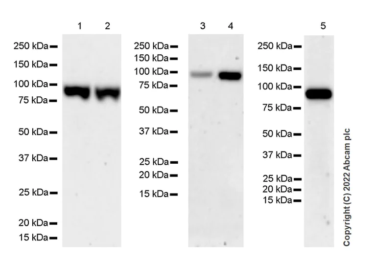 Western blot - Anti-SUZ12 antibody [EPR26230-82] - BSA and Azide free (AB307892)