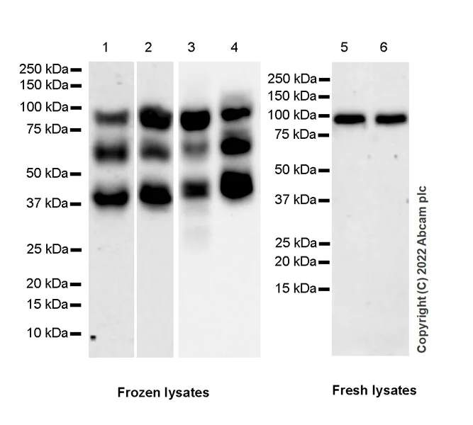 Western blot - Anti-SUZ12 antibody [EPR26230-82] - BSA and Azide free (AB307892)