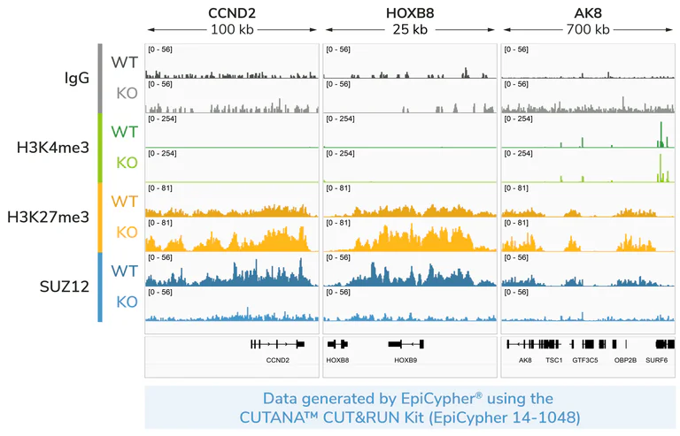 ChIC/CUT&RUN sequencing - Anti-SUZ12 antibody [EPR5234(N)] - BSA and Azide free (AB249844)