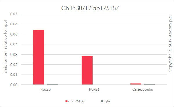 ChIP - Anti-SUZ12 antibody [EPR5234(N)] - BSA and Azide free (AB249844)