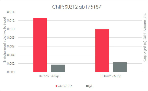 ChIP - Anti-SUZ12 antibody [EPR5234(N)] - BSA and Azide free (AB249844)
