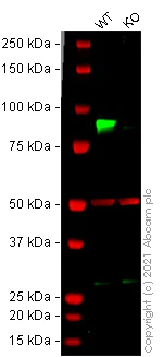 Western blot - Anti-SUZ12 antibody [EPR5234(N)] - BSA and Azide free (AB249844)