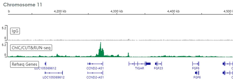 ChIC/CUT&RUN sequencing - Anti-SUZ12 antibody [EPR5234(N)] - ChIP Grade (AB175187)