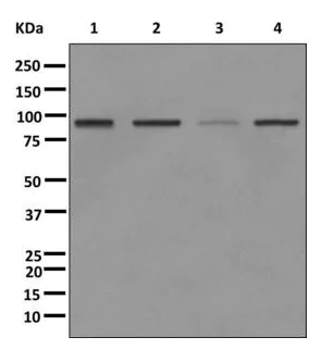 Western blot - Anti-SUZ12 antibody [EPR5234(N)] - ChIP Grade (AB175187)