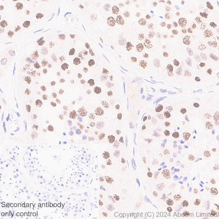 Immunohistochemistry (Formalin/PFA-fixed paraffin-embedded sections) - Anti-SUZ12 antibody [SUZ220A] - BSA and Azide free (AB324760)
