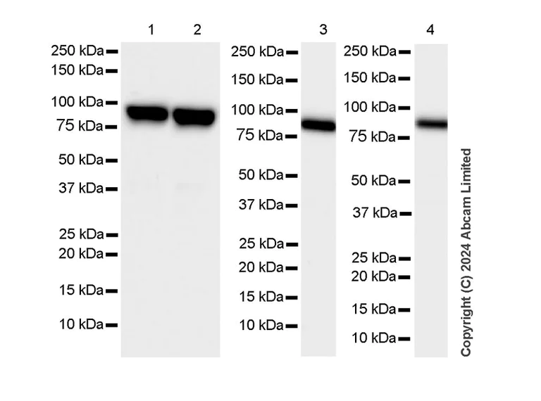 Western blot - Anti-SUZ12 antibody [SUZ220A] - BSA and Azide free (AB324760)