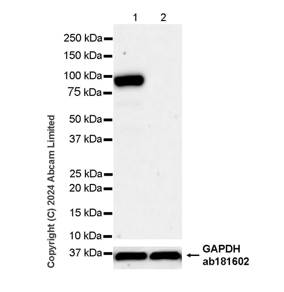 Western blot - Anti-SUZ12 antibody [SUZ220A] - BSA and Azide free (AB324760)