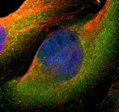 Immunocytochemistry/ Immunofluorescence - Anti-SV2A antibody (AB224073)