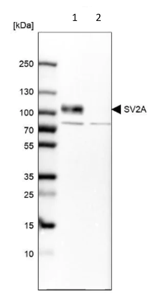 Western blot - Anti-SV2A antibody (AB224073)