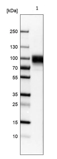 Western blot - Anti-SV2A antibody (AB224073)