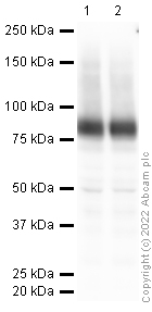 Western blot - Anti-SV2A antibody (AB32942)