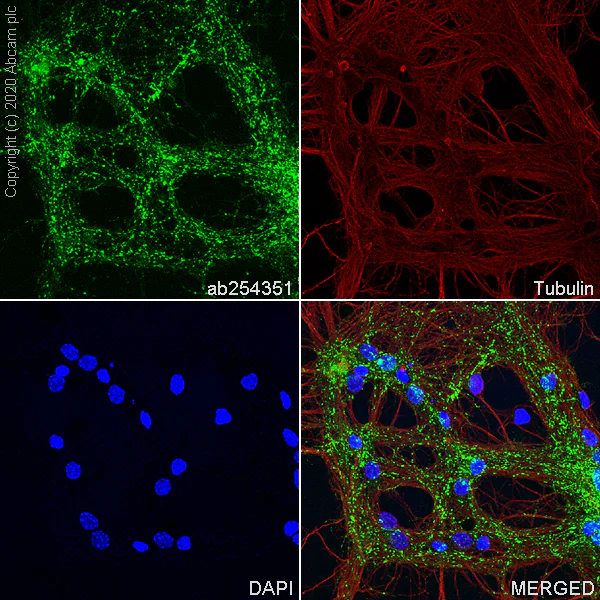 Immunocytochemistry/ Immunofluorescence - Anti-SV2A antibody [EPR23500-32] (AB254351)