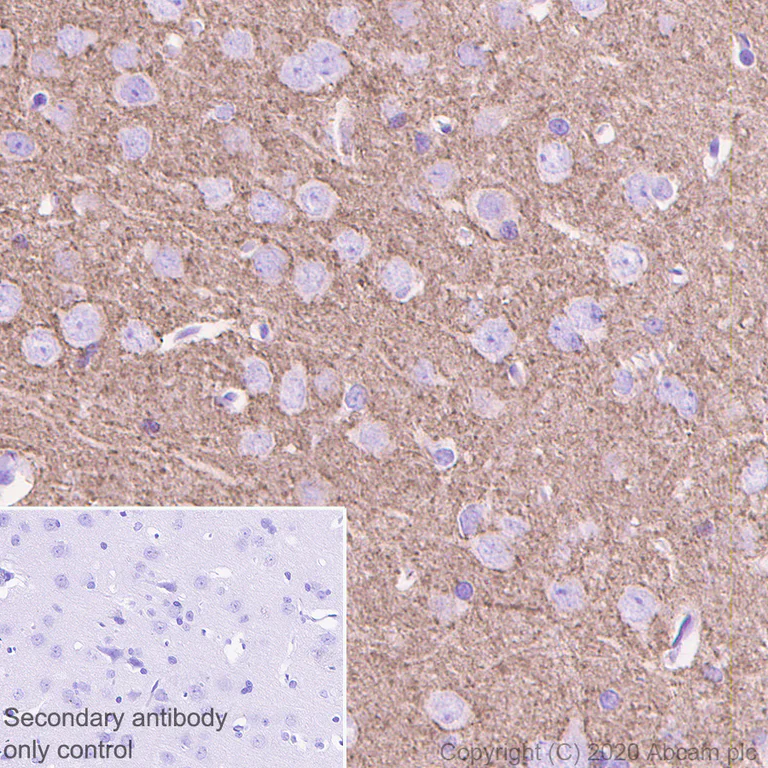 Immunohistochemistry (Formalin/PFA-fixed paraffin-embedded sections) - Anti-SV2A antibody [EPR23500-32] (AB254351)