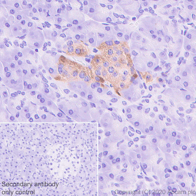 Immunohistochemistry (Formalin/PFA-fixed paraffin-embedded sections) - Anti-SV2A antibody [EPR23500-32] (AB254351)