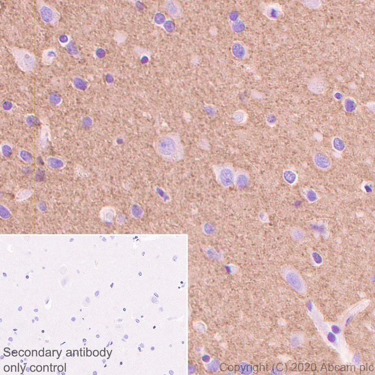 Immunohistochemistry (Formalin/PFA-fixed paraffin-embedded sections) - Anti-SV2A antibody [EPR23500-32] (AB254351)