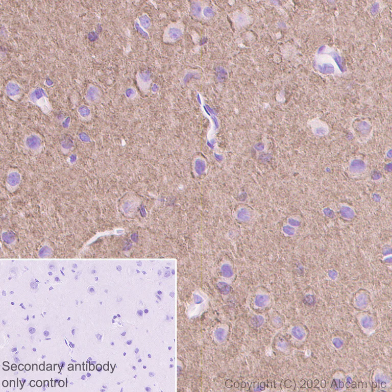 Immunohistochemistry (Formalin/PFA-fixed paraffin-embedded sections) - Anti-SV2A antibody [EPR23500-32] (AB254351)