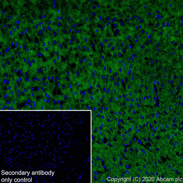 Immunohistochemistry (Frozen sections) - Anti-SV2A antibody [EPR23500-32] (AB254351)