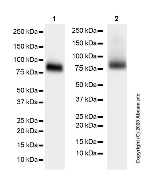 Western blot - Anti-SV2A antibody [EPR23500-32] (AB254351)