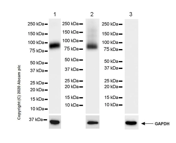 Western blot - Anti-SV2A antibody [EPR23500-32] (AB254351)