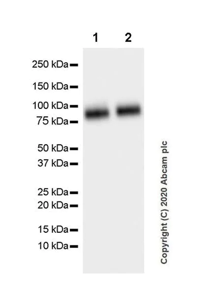 Western blot - Anti-SV2A antibody [EPR23500-32] (AB254351)
