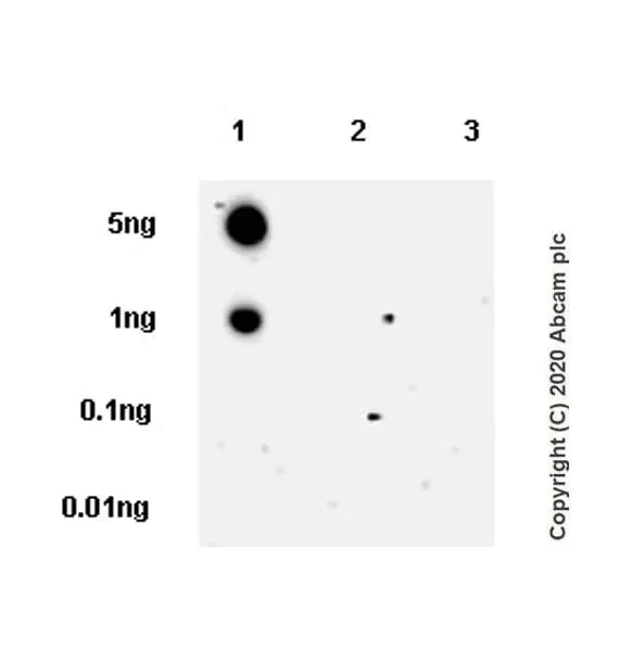 Dot Blot - Anti-SV2A antibody [EPR23500-32] - BSA and Azide free (AB273513)