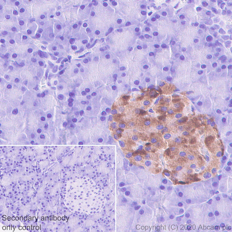 Immunohistochemistry (Formalin/PFA-fixed paraffin-embedded sections) - Anti-SV2A antibody [EPR23500-32] - BSA and Azide free (AB273513)