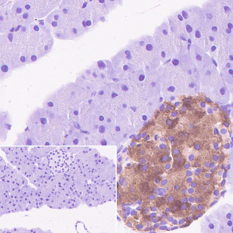 Immunohistochemistry (Formalin/PFA-fixed paraffin-embedded sections) - Anti-SV2A antibody [EPR23500-32] - BSA and Azide free (AB273513)