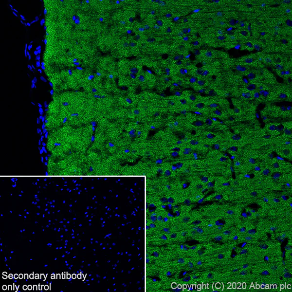 Immunohistochemistry (Frozen sections) - Anti-SV2A antibody [EPR23500-32] - BSA and Azide free (AB273513)