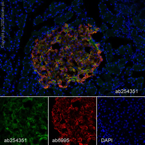 Immunohistochemistry (Frozen sections) - Anti-SV2A antibody [EPR23500-32] - BSA and Azide free (AB273513)