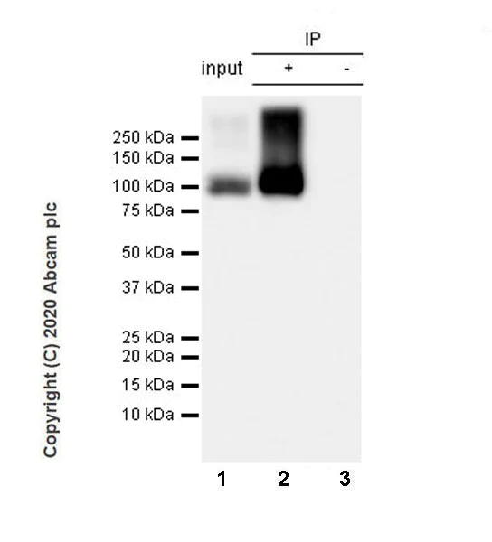Immunoprecipitation - Anti-SV2A antibody [EPR23500-32] - BSA and Azide free (AB273513)