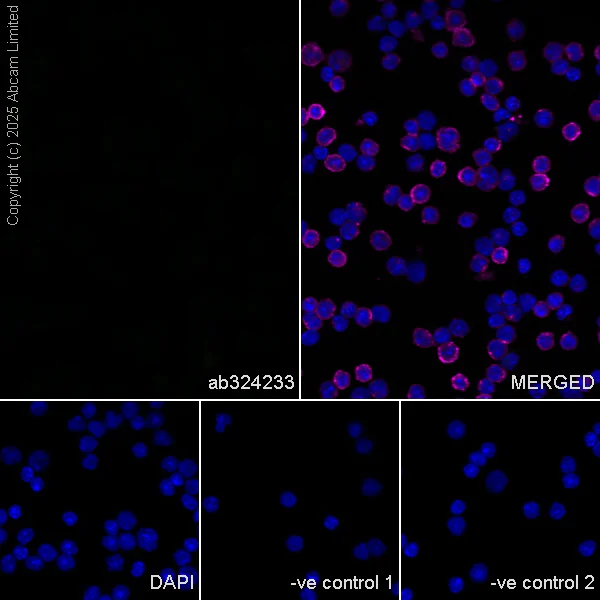 Immunocytochemistry/ Immunofluorescence - Anti-SV2C antibody [EPR30548-547] (AB324233)