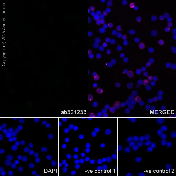 Immunocytochemistry/ Immunofluorescence - Anti-SV2C antibody [EPR30548-547] (AB324233)