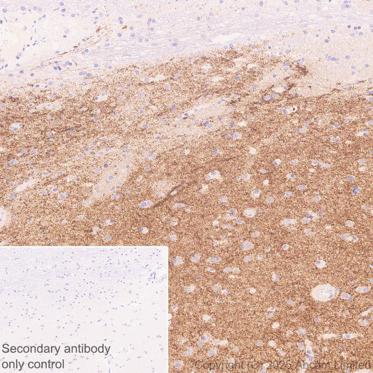 Immunohistochemistry (Formalin/PFA-fixed paraffin-embedded sections) - Anti-SV2C antibody [EPR30548-547] (AB324233)