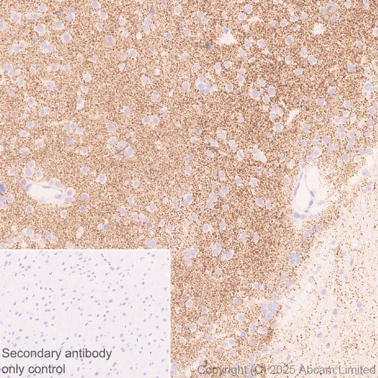 Immunohistochemistry (Formalin/PFA-fixed paraffin-embedded sections) - Anti-SV2C antibody [EPR30548-547] (AB324233)