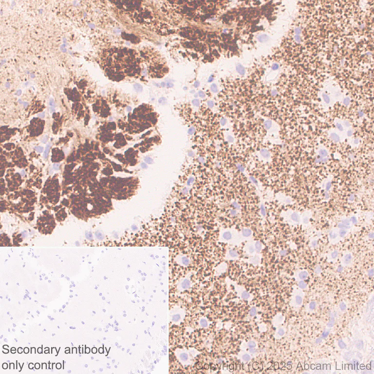 Immunohistochemistry (Formalin/PFA-fixed paraffin-embedded sections) - Anti-SV2C antibody [EPR30548-547] (AB324233)
