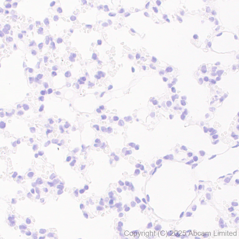 Immunohistochemistry (Formalin/PFA-fixed paraffin-embedded sections) - Anti-SV2C antibody [EPR30548-547] (AB324233)