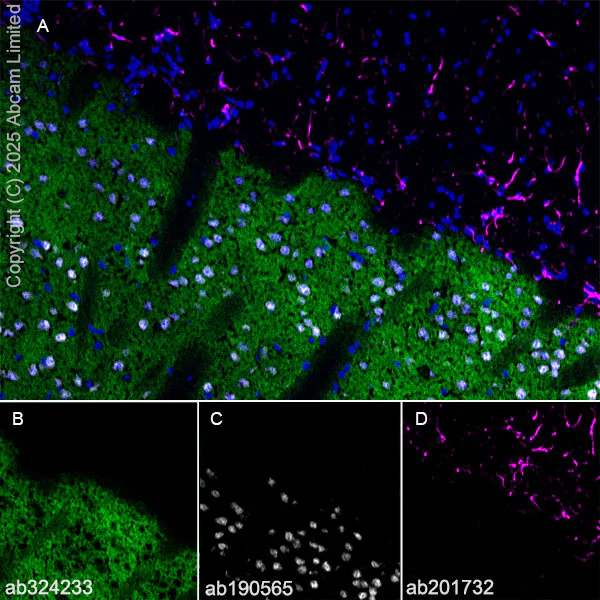 Immunohistochemistry (Frozen sections) - Anti-SV2C antibody [EPR30548-547] (AB324233)